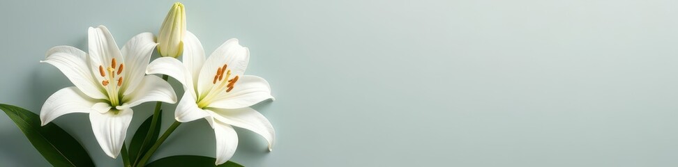 Elegant white lilies, dew-kissed, rest on a soft gray background , peaceful, condolences