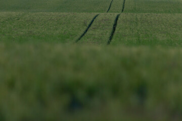 This is a closeup image capturing a beautiful field of wheat, showcasing tire tracks that have been...