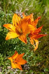 fiore