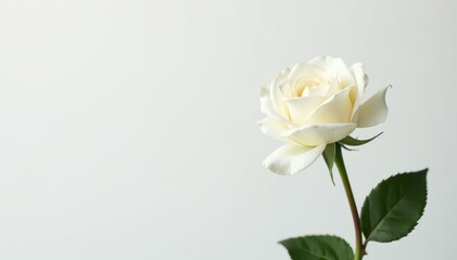 Elegant single white rose on a minimalist isolated background, minimalist background, white rose