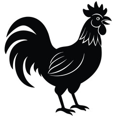 rooster isolated on white background