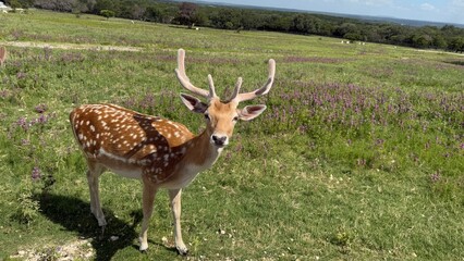 Naklejka premium Texas, USA | Fossil Rim Wildlife Center