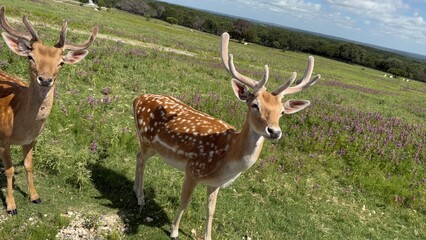 Texas, USA | Fossil Rim Wildlife Center