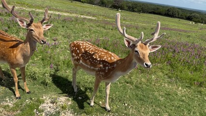 Texas, USA | Fossil Rim Wildlife Center