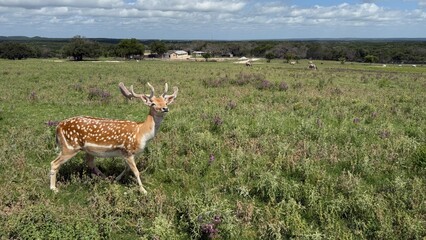 Texas, USA | Fossil Rim Wildlife Center