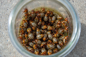 Many potato beetles with distinctive stripes fill a glass jar resting on a rough surface,...