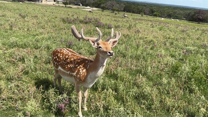 Fototapeta premium Texas, USA | Fossil Rim Wildlife Center
