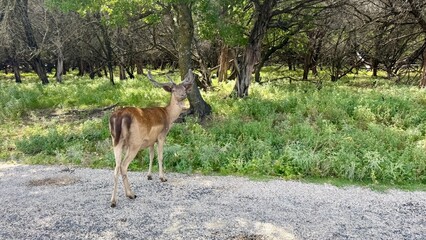 Texas, USA | Fossil Rim Wildlife Center 