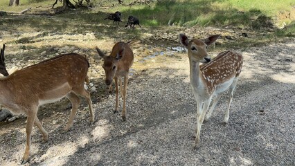 Texas, USA | Fossil Rim Wildlife Center 