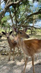 Texas, USA | Fossil Rim Wildlife Center 