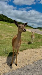 Texas, USA | Fossil Rim Wildlife Center 