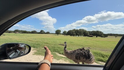 Texas, USA   Fossil Rim Wildlife Center  © harshavardhan