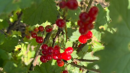 Close-up of red currant, red berry, berry, fruit, lines fruit,