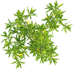 Top view of Dracaena Reflexa plant