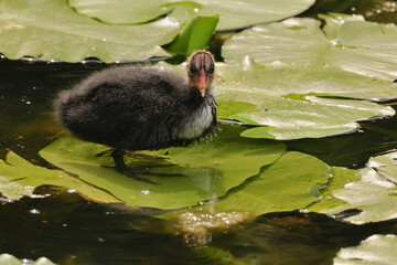 Offspring of a coot