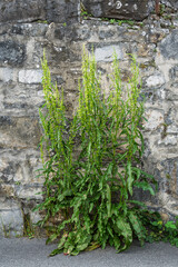 Patience crépue devant un mur