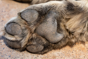 Close-up of a large dog paw with rough pads and furry toes on a stone surface. Macro pet...