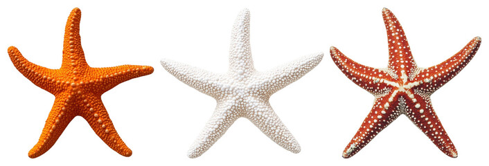 PNG Colorful starfish on display, element set on transparent background