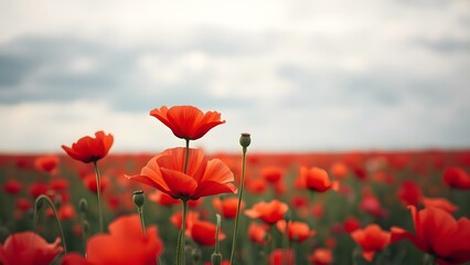Fototapeta premium A vibrant field of poppies showcases nature's beauty in full bloom under a serene sky.