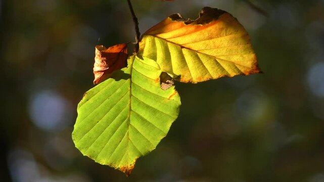 Autumn Leaves of a European Beech Tree (Fagus sylvatica)
