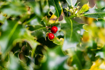Holly (Ilex) flowering plant closeup commonly used for Christmas decoration