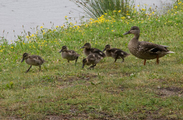 Weibchen der Stockente mit Küken