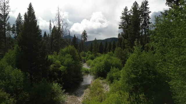 Aerial above creek and beautiful forest in Bitterroot Mountains in Montana in summer