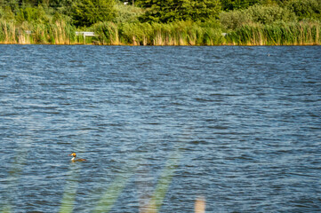 A duck glides across the calm water of a lake with vibrant green foliage lining the shore, enjoying a sunny summer afternoon