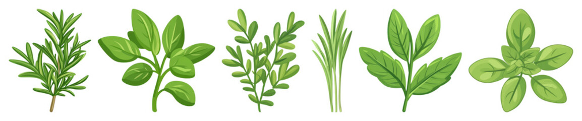 Fototapeta premium PNG Herbs illustration for culinary inspiration, element set on transparent background