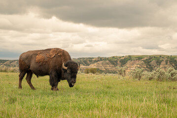 Alert bison in Theodore Roosevelt National Park