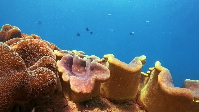 Macro underwater exploration reveals vibrant orange soft corals growing on rocks and lonely black fish at the nest guards the eggs of the offspring.