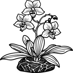 Elegant bonsai style orchid plant with delicate pink flowers growing from a textured rock isolated on white background isolated on transparent background