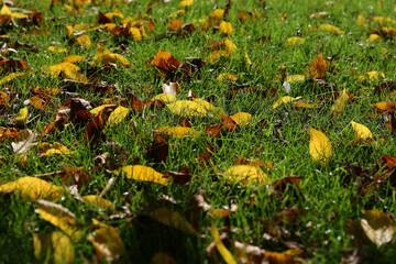 The sun's rays illuminate the colorful leaves from the mountains pasture on a sunny autumn day in the forest of wild mountains.