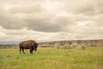 Bison standing under dramatic sky in Theodore Roosevelt National Park © Виктория Любченко