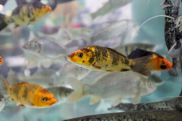 Several species of fish swim in an aquarium and are presented to the public at an aquaculture fair. Selective focus.