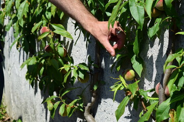 La main de l'horticulteur