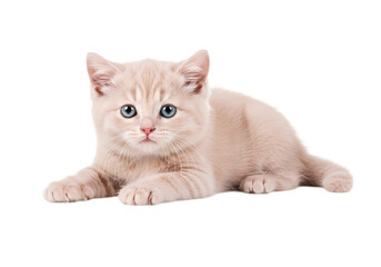 Obraz premium Creamy Kitten with Pearl Collar isolated on transparent baackground