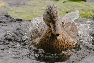 Duck in a bath