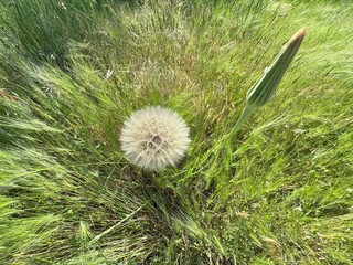 Close-up of Meadow Salsify (Tragopogon pratensis) seed head and bud in a grassy field, showcasing...