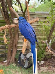 Hyacinth Macaw Perched on Wooden Stand