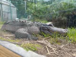 Alligator Resting in Swamp Grass