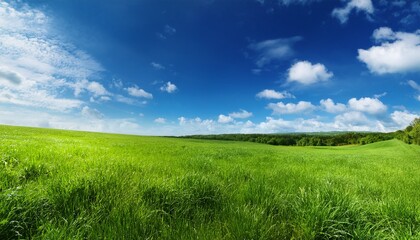 Fototapeta premium a lush green meadow under a bright blue sky with scattered fluffy clouds on a sunny day