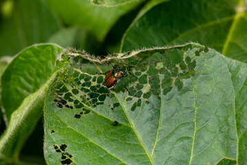 Japanese beetle eating leaf of soybean plant. Agriculture insects, pest control and crop damage...