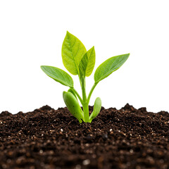 Young plant sprouting from soil new growth nature spring isolated on white background 