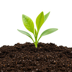 Young plant sprouting from soil new growth nature spring isolated on white background 