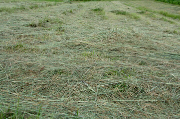 Freshly cut grass covers the field, drying in the sun as farmers prepare for haymaking in the...