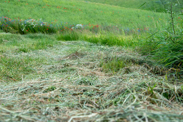 Hay is being gathered in a vibrant meadow under the warm summer sun, surrounded by blooming...