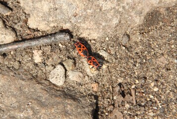 Two Red and Black Insects with Distinctive Patterns on Sandy Rocky Ground with Pebbles and Small Stick