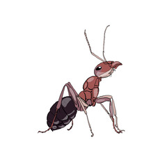 Ant