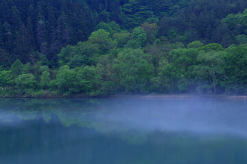 霧に包まれる森